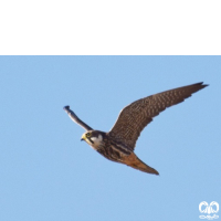 گونه لیل Eurasian Hobby